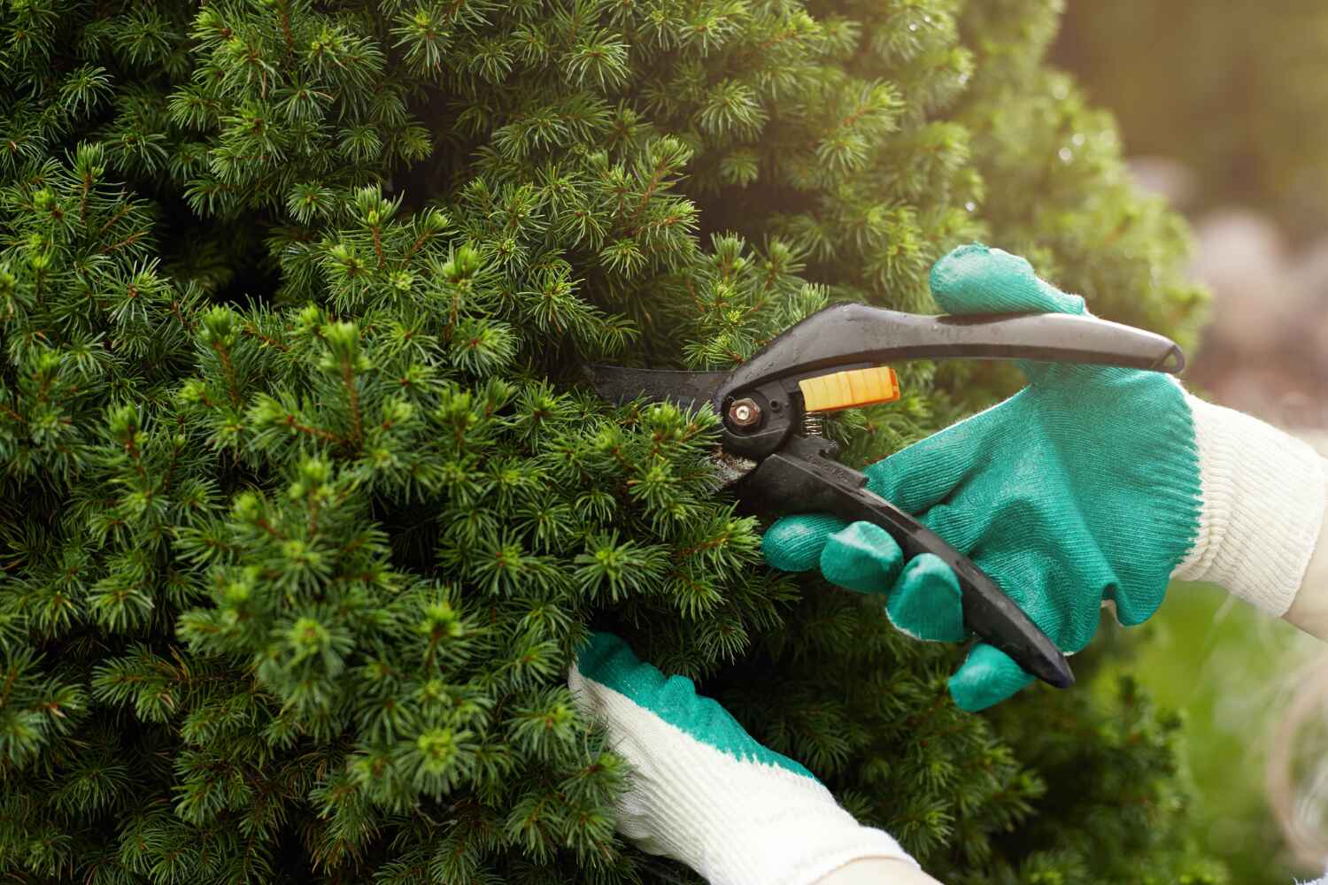 Best Local Tree Services  in USA